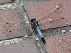 202208ブレイクショット1_トンボ青1