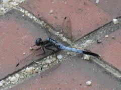 202208ブレイクショット2_トンボ青2