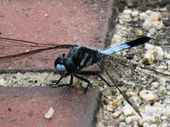 202208ブレイクショット3_トンボ青3