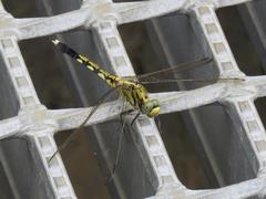 202208ブレイクショット4_トンボ黄1
