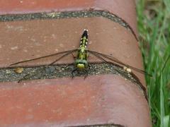 202208ブレイクショット5_トンボ黄2