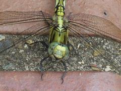 202208ブレイクショット6_トンボ黄3