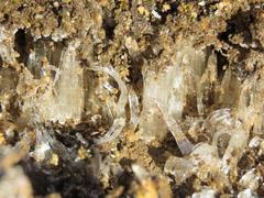 202212ブレイクショット2霜柱拡大1