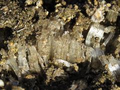 202212ブレイクショット4霜柱拡大3