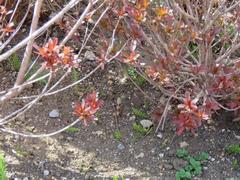 202303ブレイクショット1_0307植え込み根元