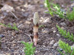 202303ブレイクショット2_0307つくし1