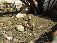 202303ブレイクショット3_0307つくし2