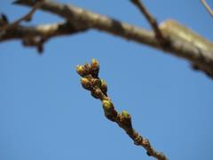 202303ブレイクショット4_0307さくら蕾