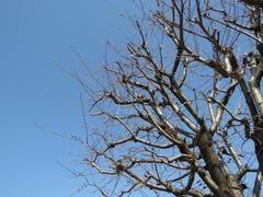 202303ブレイクショット5_0307さくら木