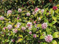 202303ブレイクショット6_0307ジンチョウゲ