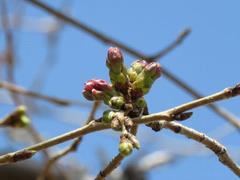 202303ブレイクショット8_0314さくら蕾ピンク