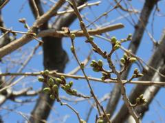 202303ブレイクショット7_0314さくら蕾緑