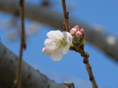 202303ブレイクショット9_0314さくら一輪