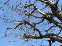 202303ブレイクショット10_0314さくら一輪木