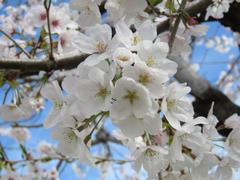 202303ブレイクショット11_0324さくら花拡大