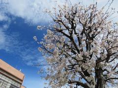 202303ブレイクショット12_0324さくら木空