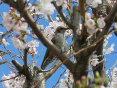 202303ブレイクショット14_0324鳥