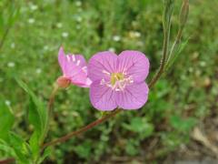 202304ブレイクショット01アカバナユウゲショウ