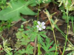 202304ブレイクショット02アメリカフウロ