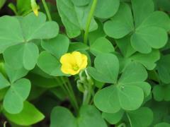 202304ブレイクショット03オッタチカタバミ