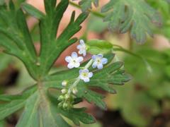 202304ブレイクショット05キュウリグサ拡大