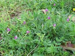 202304ブレイクショット04カラスノエンドウ