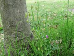 202304ブレイクショット06コバンソウ