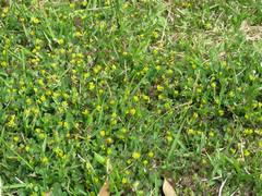 202304ブレイクショット07コメツブツメクサ