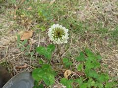 202304ブレイクショット08シロツメクサ