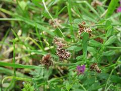 202304ブレイクショット09スズメノヤリ