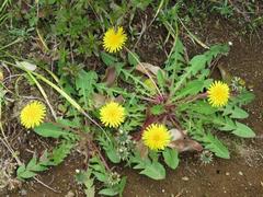 202304ブレイクショット10タンポポ