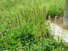 202304ブレイクショット11ツボミオオバコ