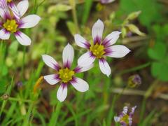 202304ブレイクショット13ニワゼキショウ