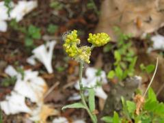 202304ブレイクショット15ハハコグサ