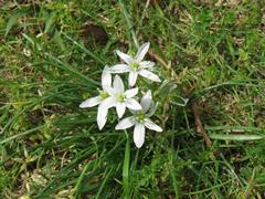 202304ブレイクショット16オオアマナ