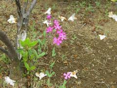 202304ブレイクショット17ムシトリナデシコ