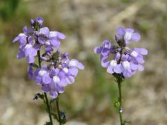 202304ブレイクショット18マツバウンラン拡大