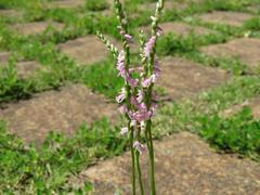 202306ブレイクショット2_0607ネジバナ駐車場拡大