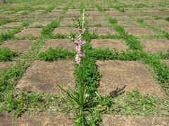 202306ブレイクショット1_0607ネジバナ駐車場