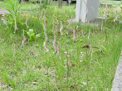 202306ブレイクショット4_0613ネジバナいっぱい