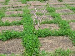 202306ブレイクショット5_0613ネジバナ駐車場