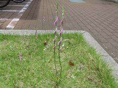 202306ブレイクショット6_0613ネジバナ背高双子