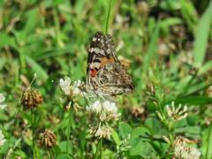 202306ブレイクショット7_0607蝶1