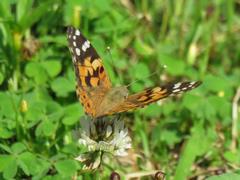 202306ブレイクショット8_0607蝶3