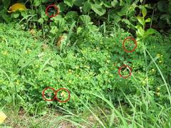 202308ブレイクショット1シジミチョウ群れ