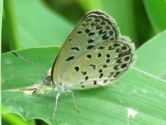 202308ブレイクショット2_ヤマトシジミ