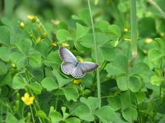 202308ブレイクショット3_シジミチョウ2