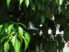 202308ブレイクショット4_アオスジアゲハ1