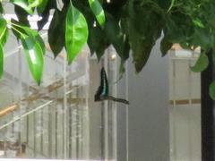 202308ブレイクショット5_アオスジアゲハ2