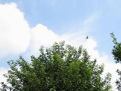 202308ブレイクショット6_アオスジアゲハ7